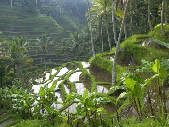 Rice Terrace in Ubud Bali