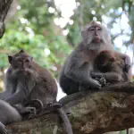 Ubud Monkey Forest